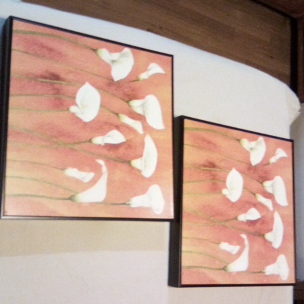 Beautiful cala lily pictures